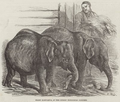Pigmy Elephants, at the Surrey Zoological Gardens by Harrison William Weir